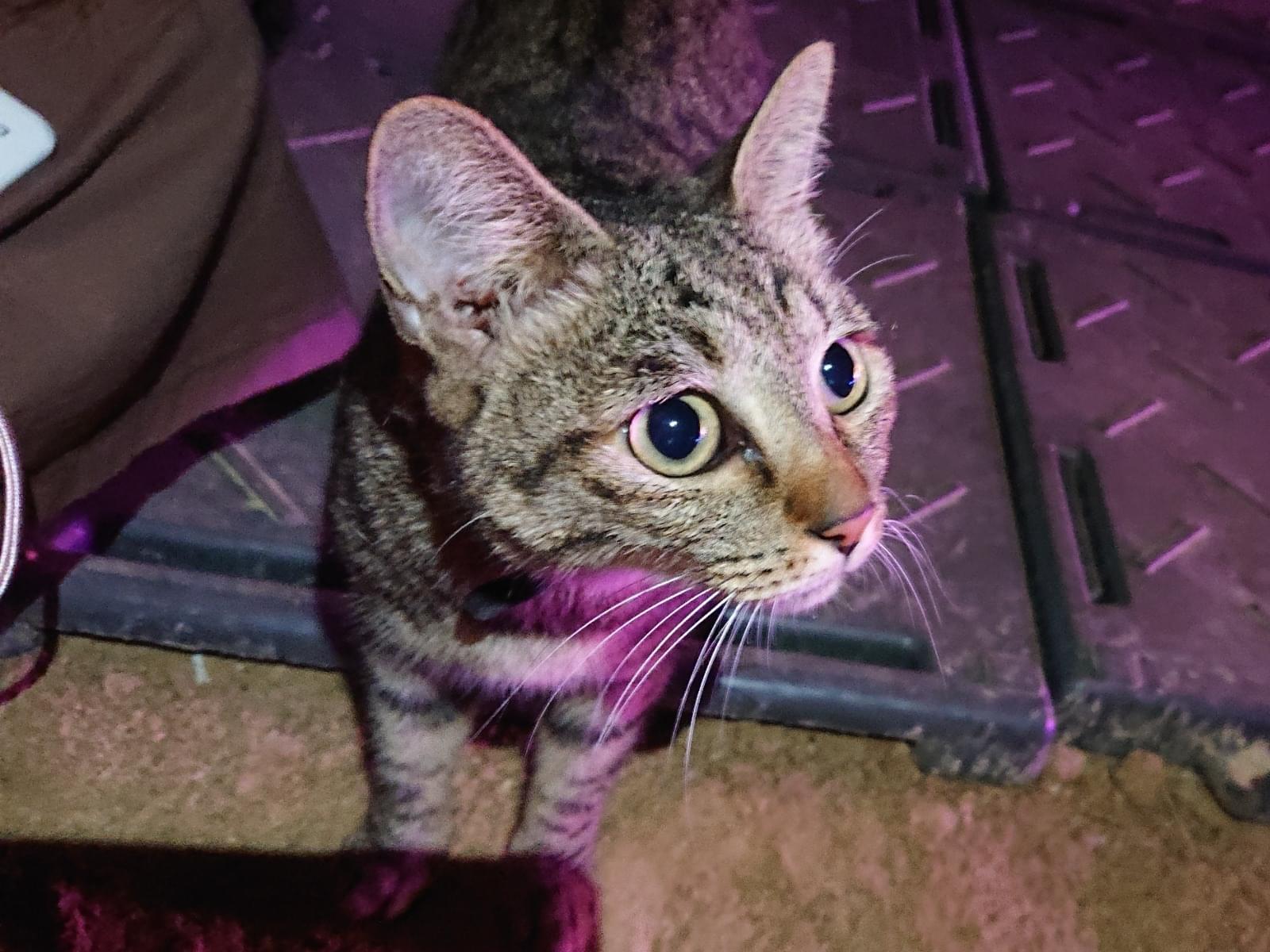 目撃された猫 目撃された猫
