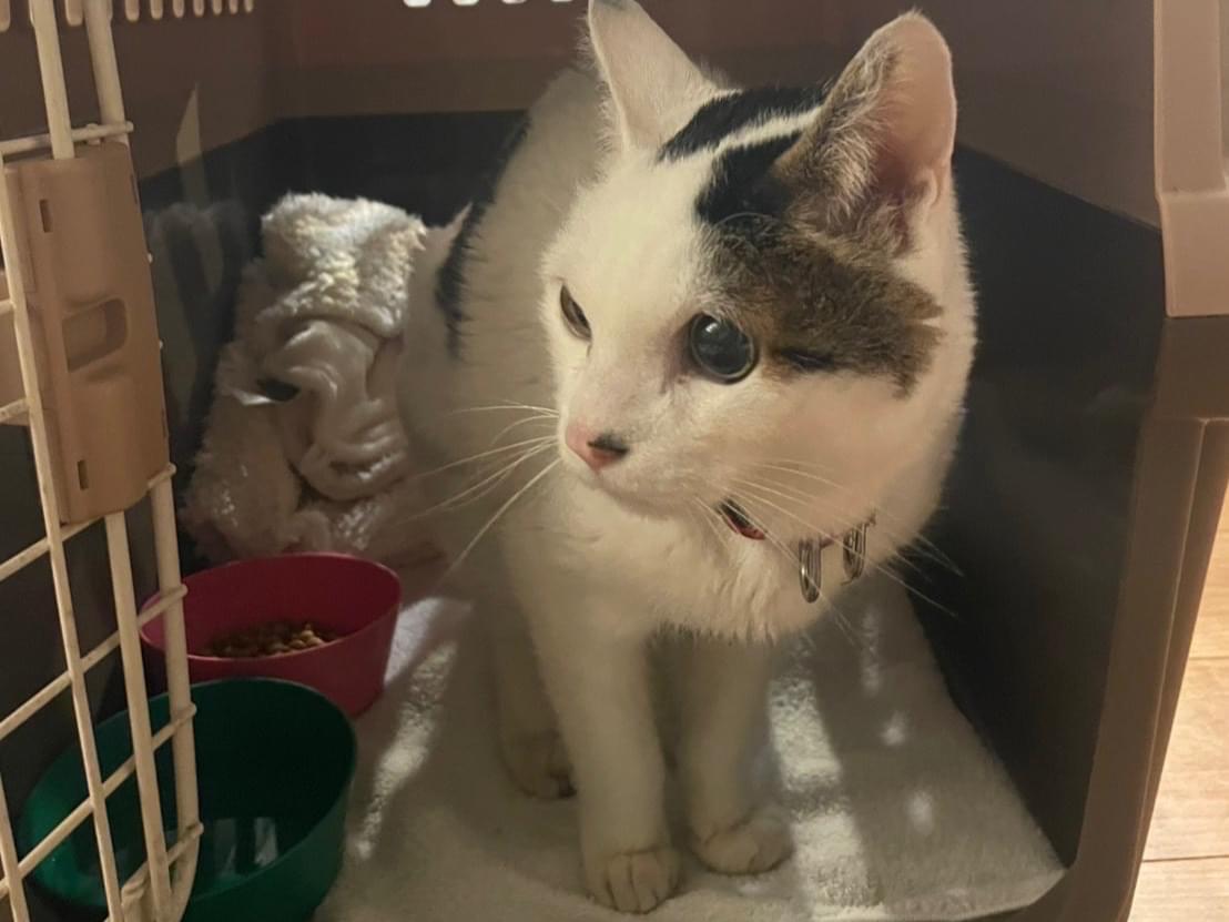 保護された猫 保護された猫