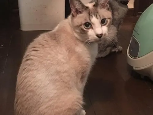 シャム柄の 白と薄茶の猫が無事に帰ってきました