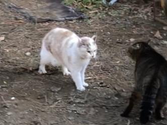 目撃された猫 目撃された猫