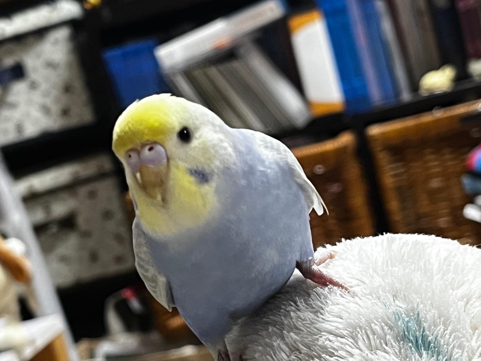 けいぴーちゃん けいぴーちゃん