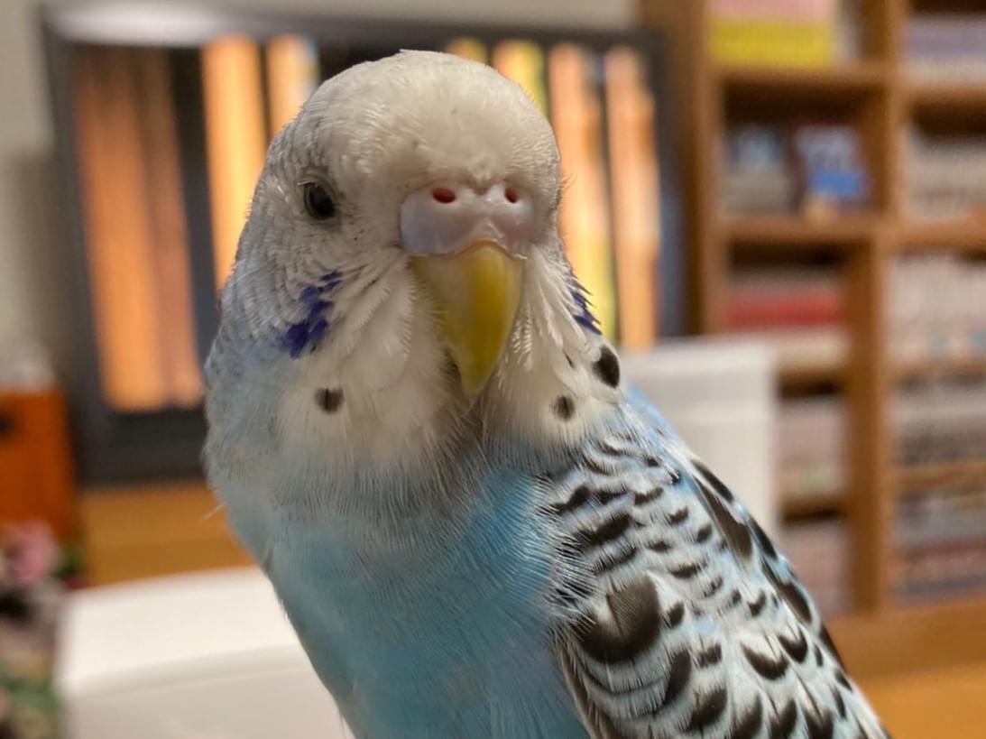チャッピーちゃん チャッピーちゃん