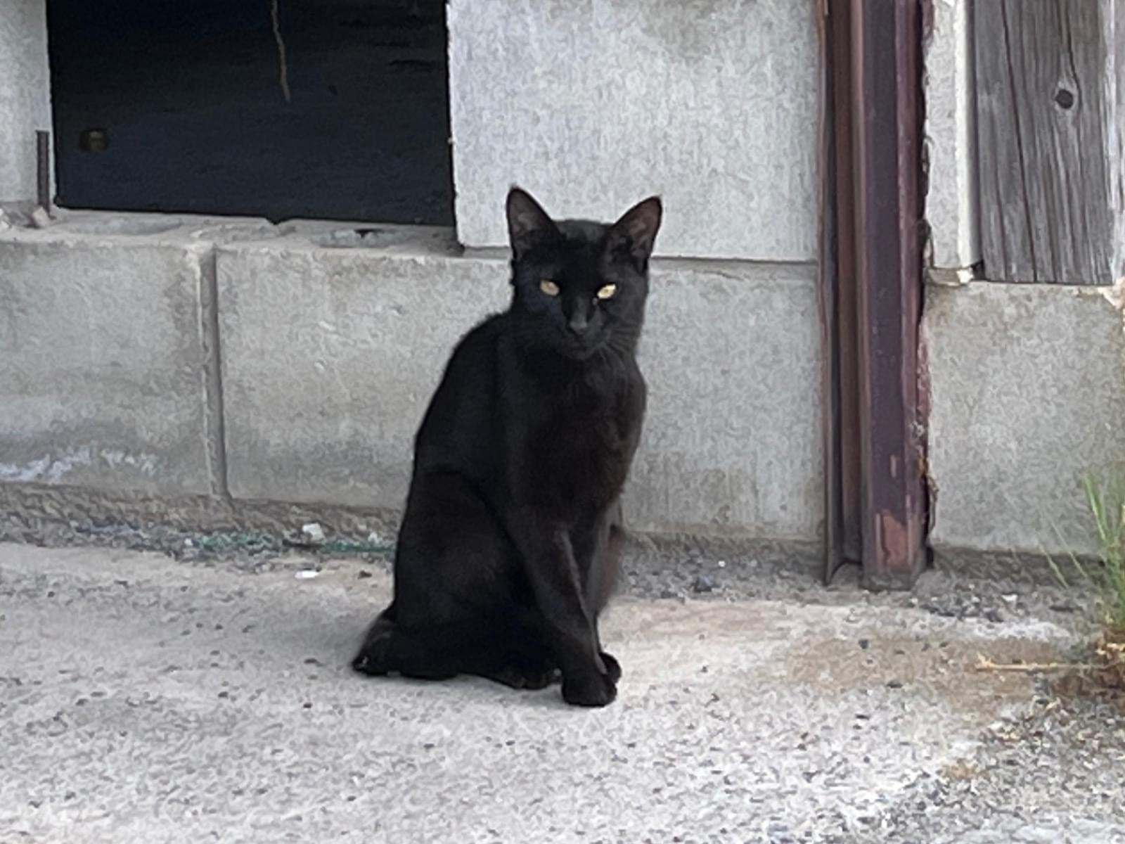 保護された猫