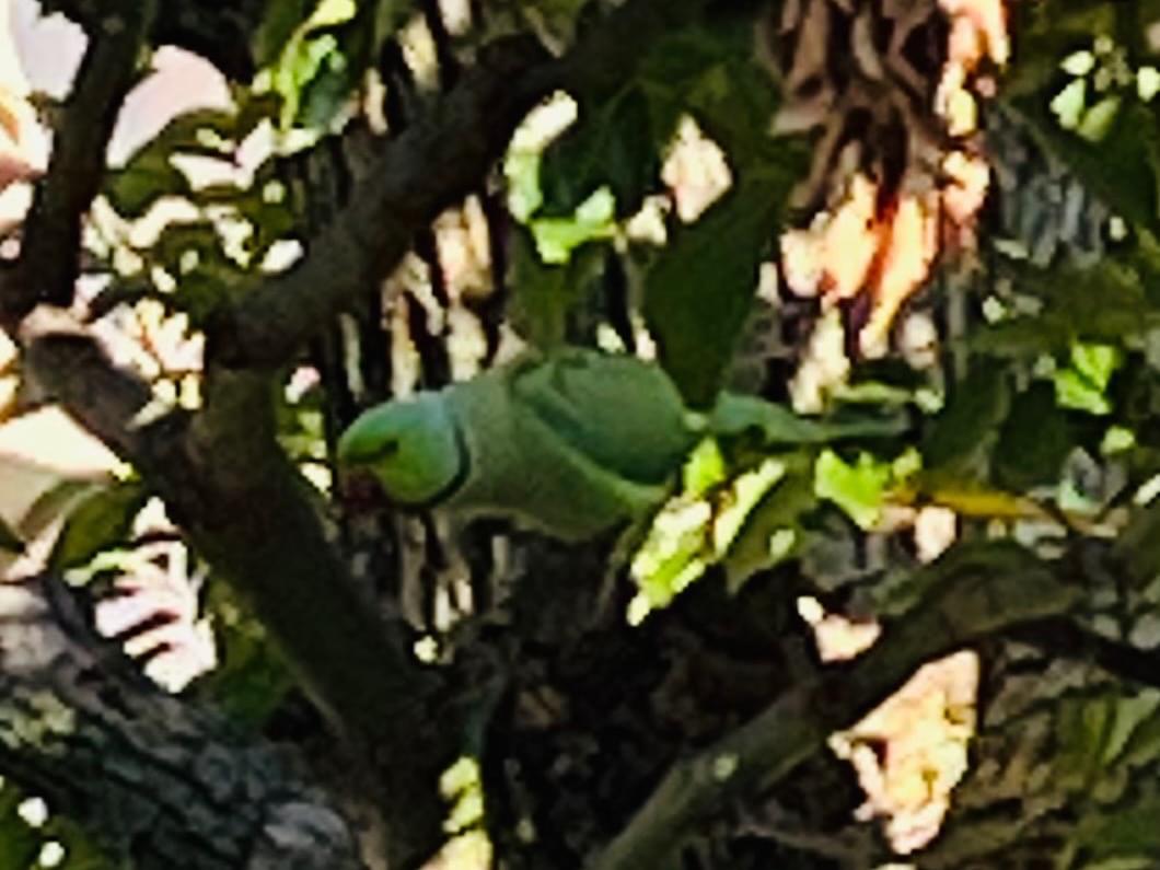 目撃された鳥 目撃された鳥