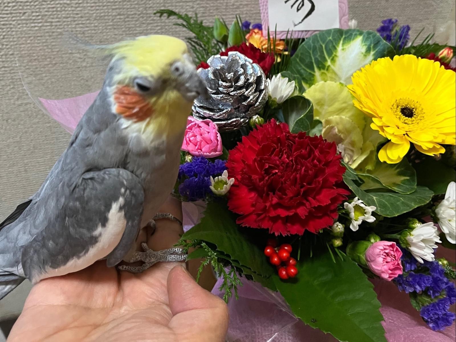 ゴンちゃん