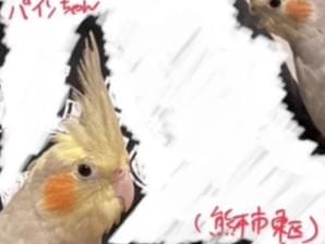 パインちゃん パインちゃん