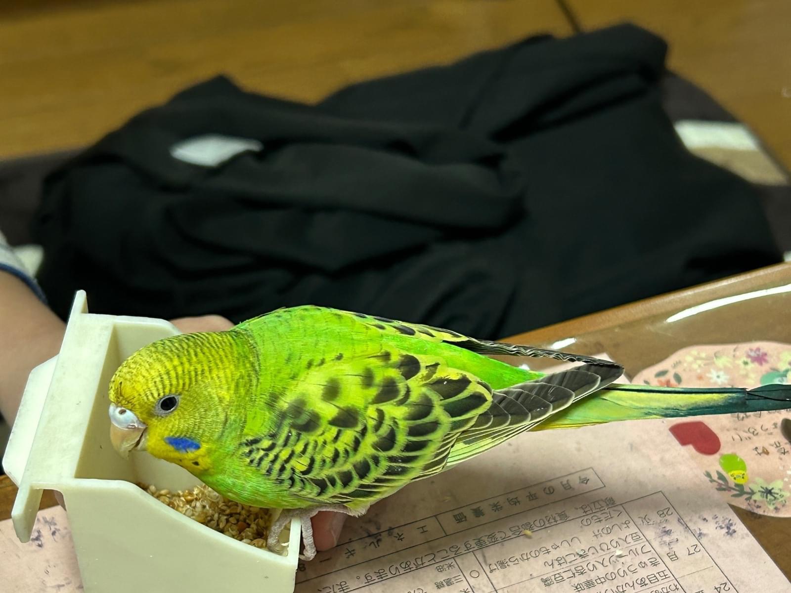 保護された鳥 保護された鳥