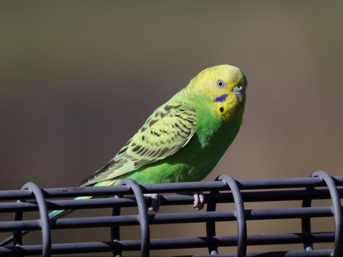 目撃された鳥 目撃された鳥