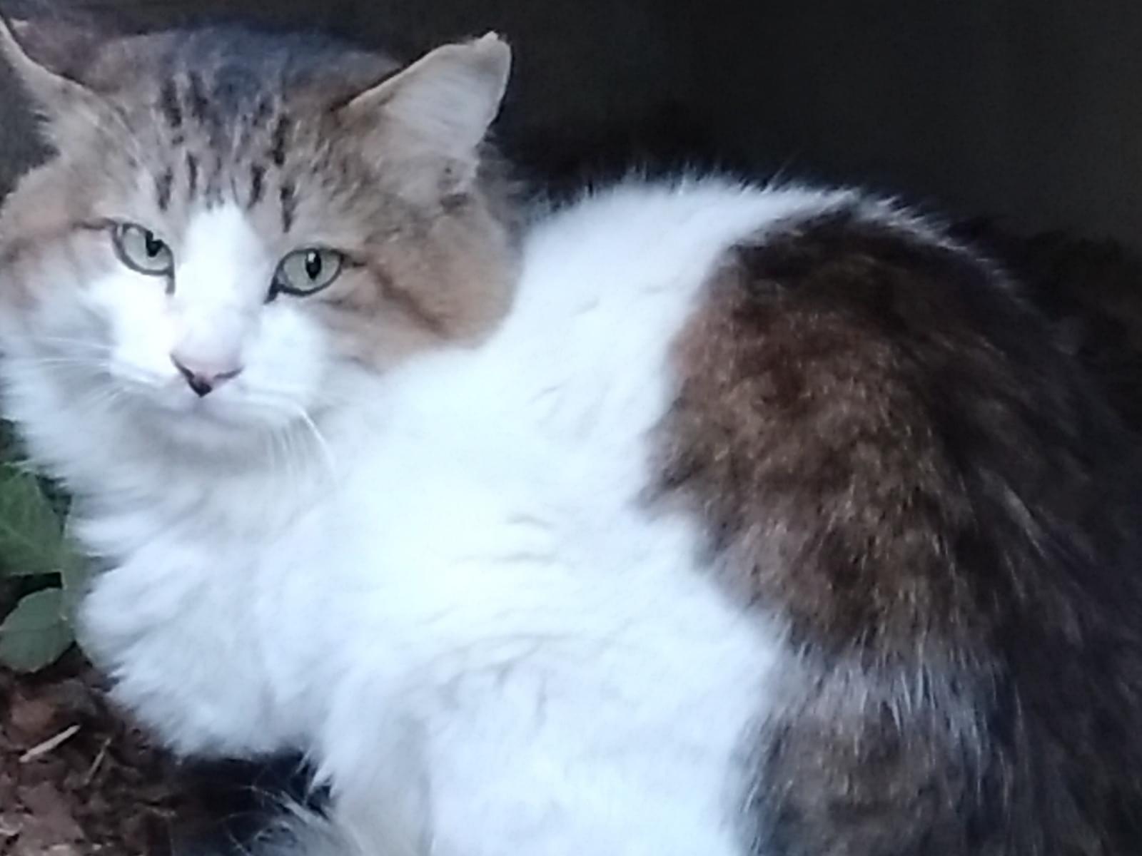 目撃された猫 目撃された猫