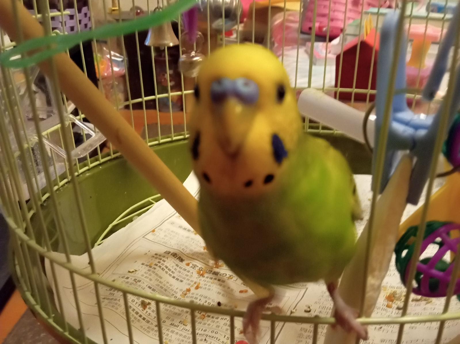 ペックちゃん ペックちゃん