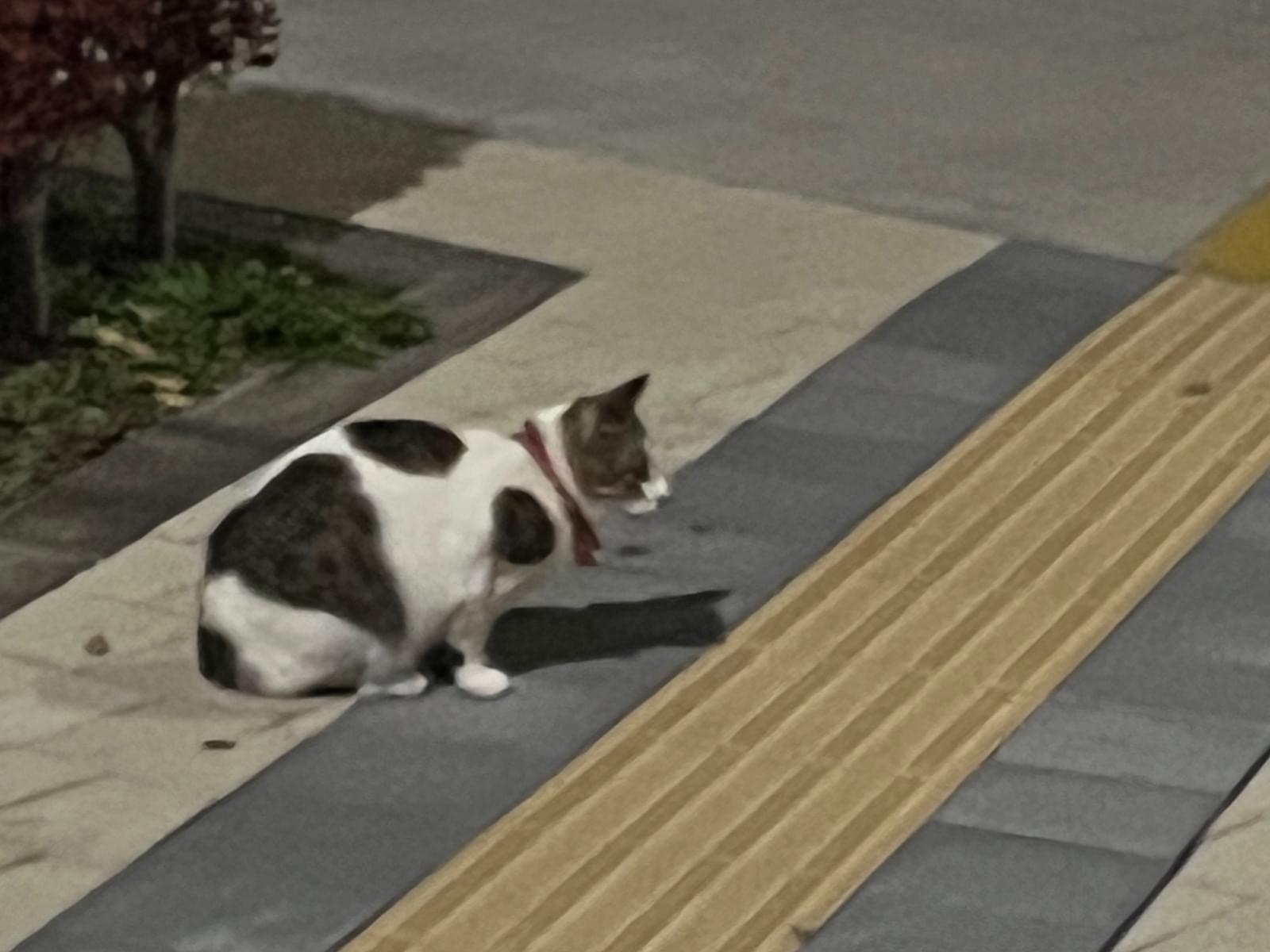 目撃された猫 目撃された猫