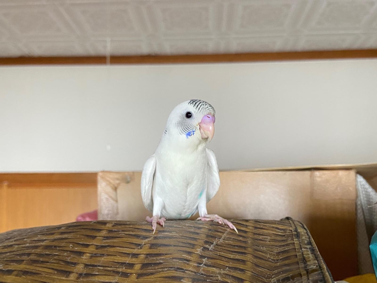 こころちゃん こころちゃん
