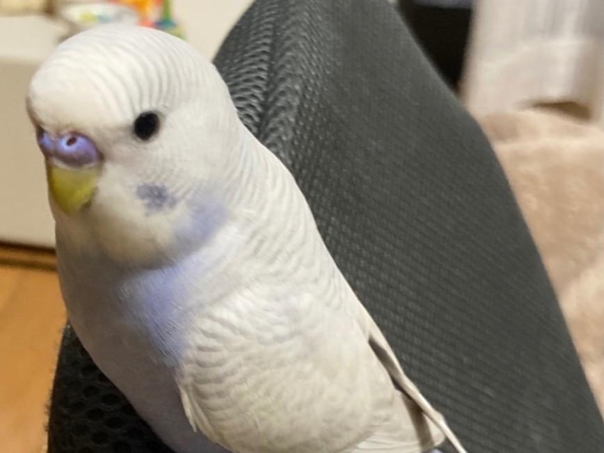 ヨイちゃん ヨイちゃん