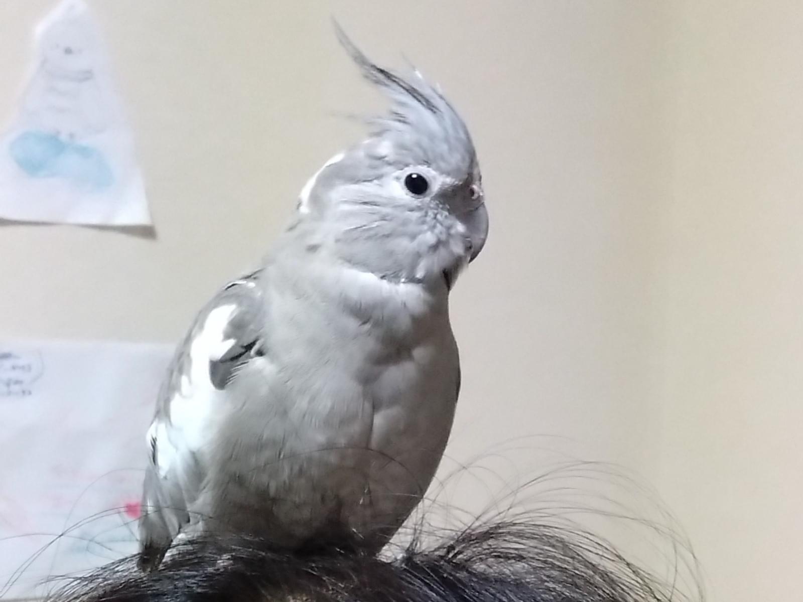 みぞれちゃん みぞれちゃん