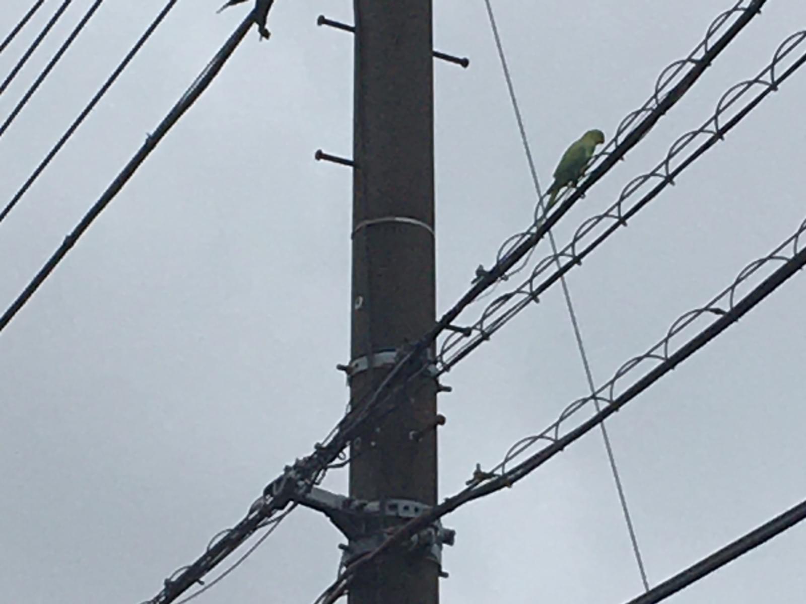 目撃された鳥 目撃された鳥