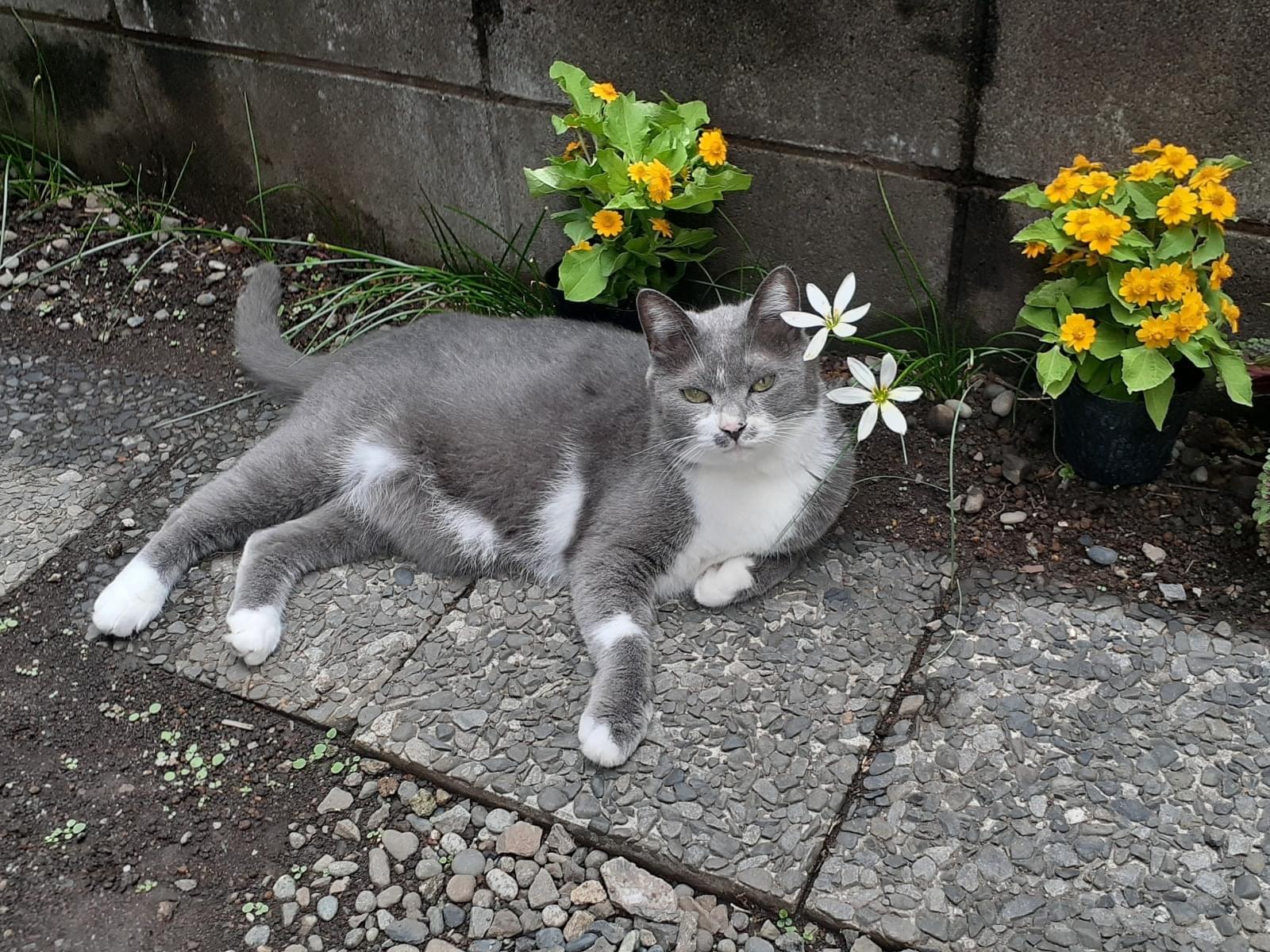 みぃーみちゃん みぃーみちゃん