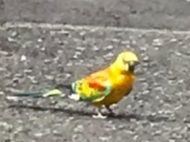 目撃された鳥 目撃された鳥