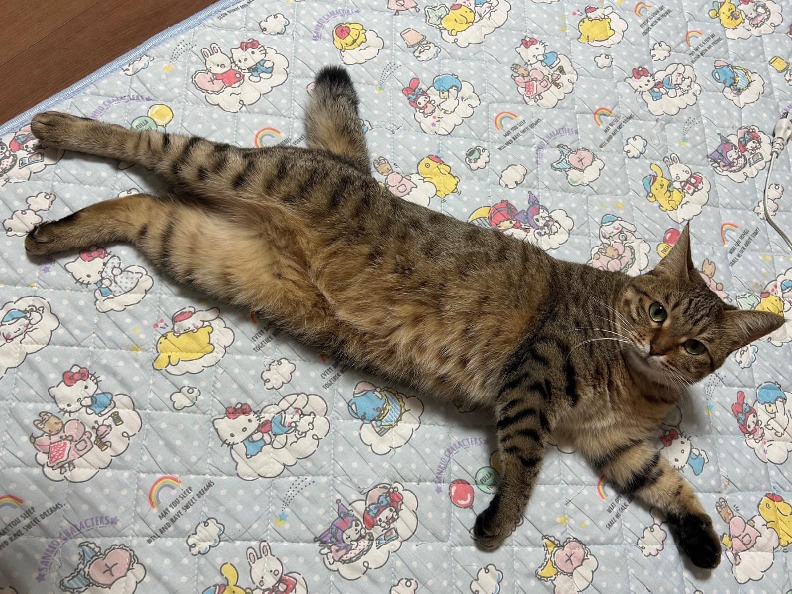 むぎちゃん むぎちゃん