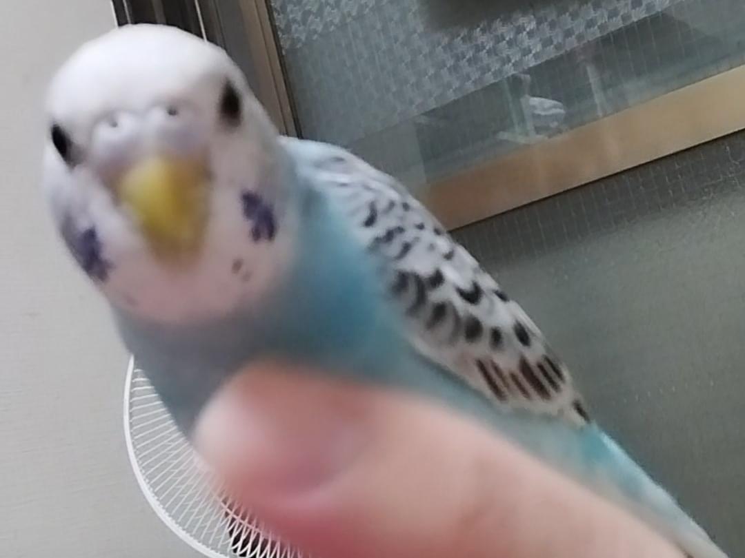 ソラちゃん