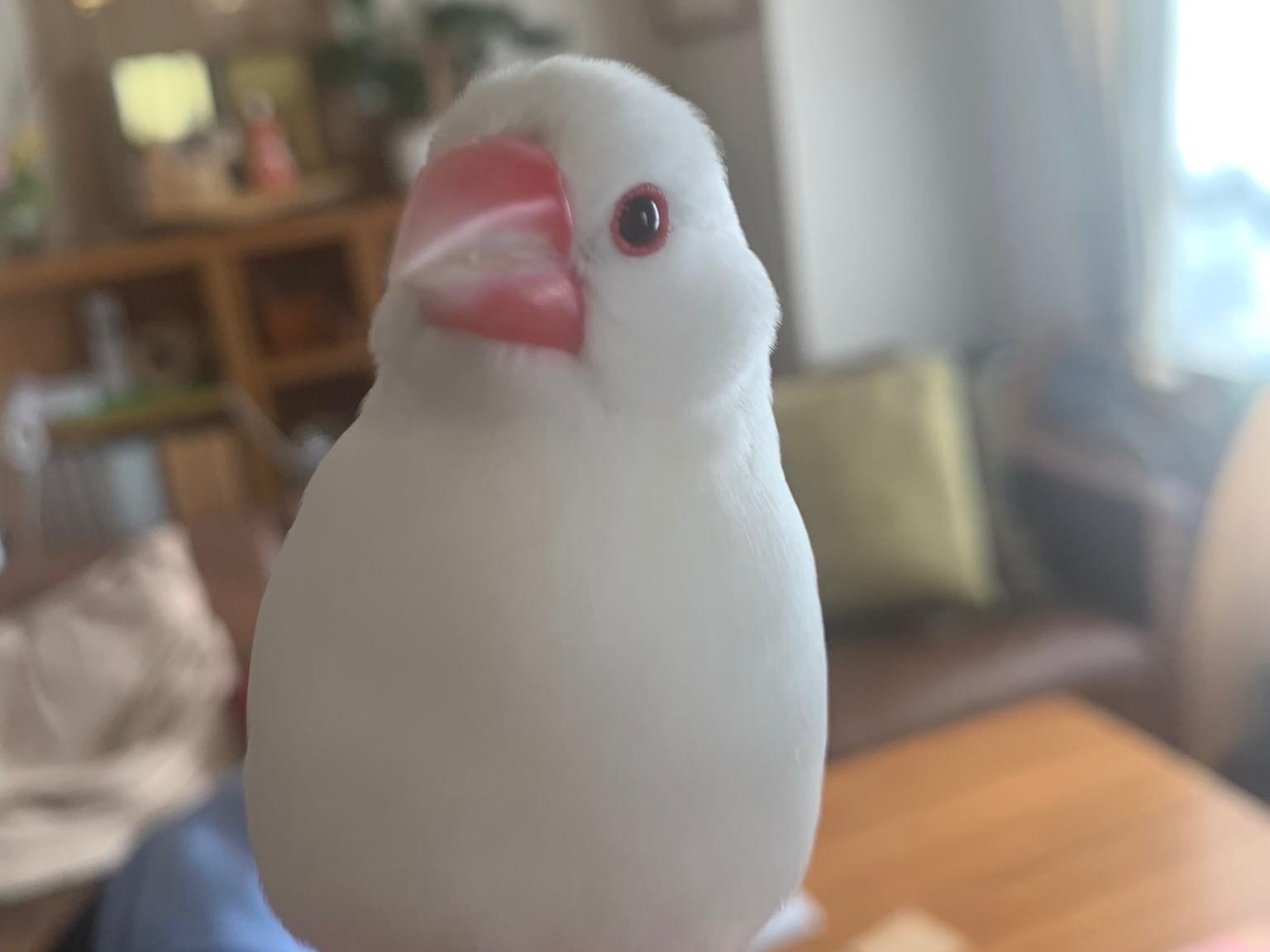 ニコちゃん ニコちゃん