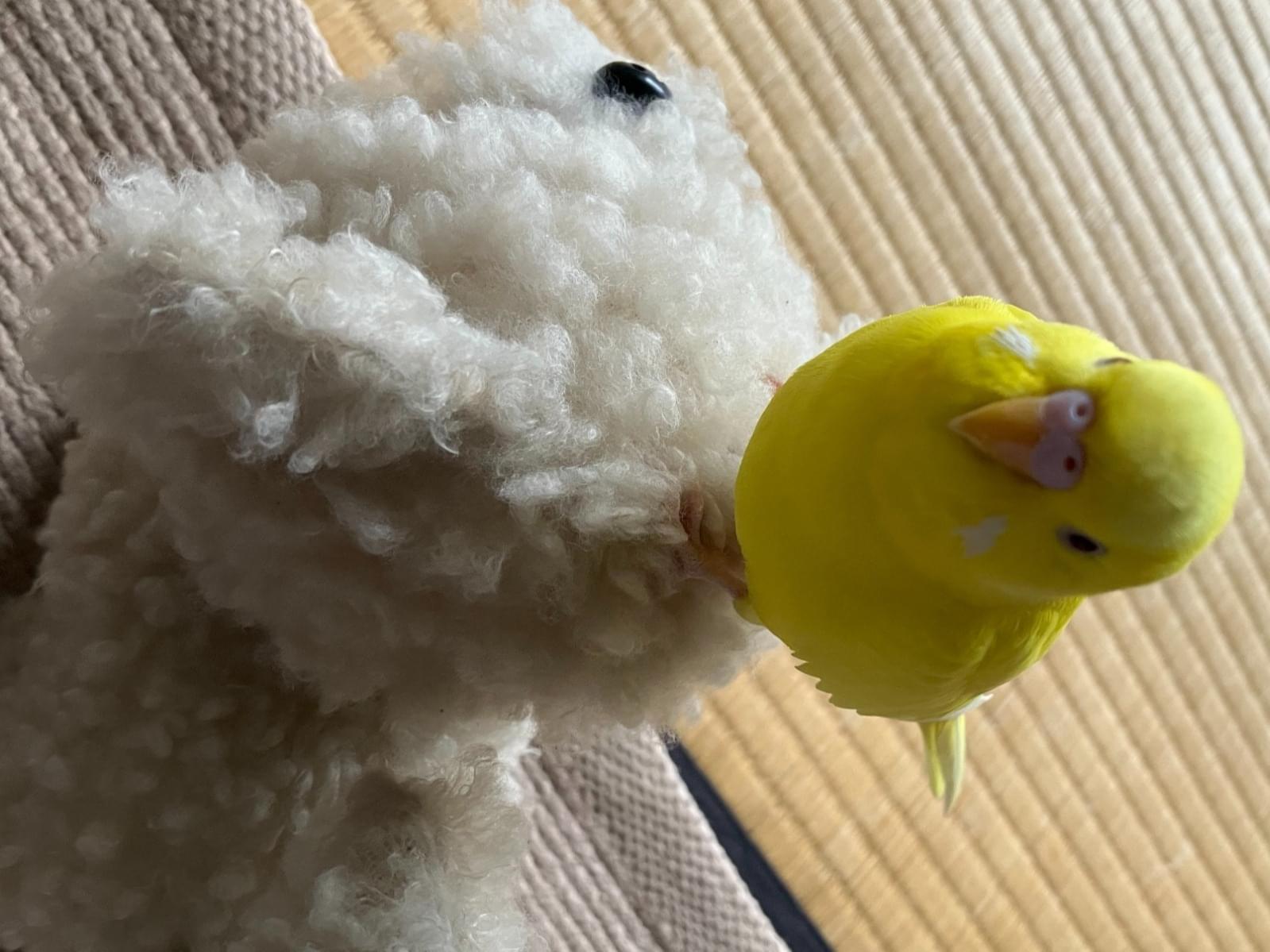 おーちゃん おーちゃん
