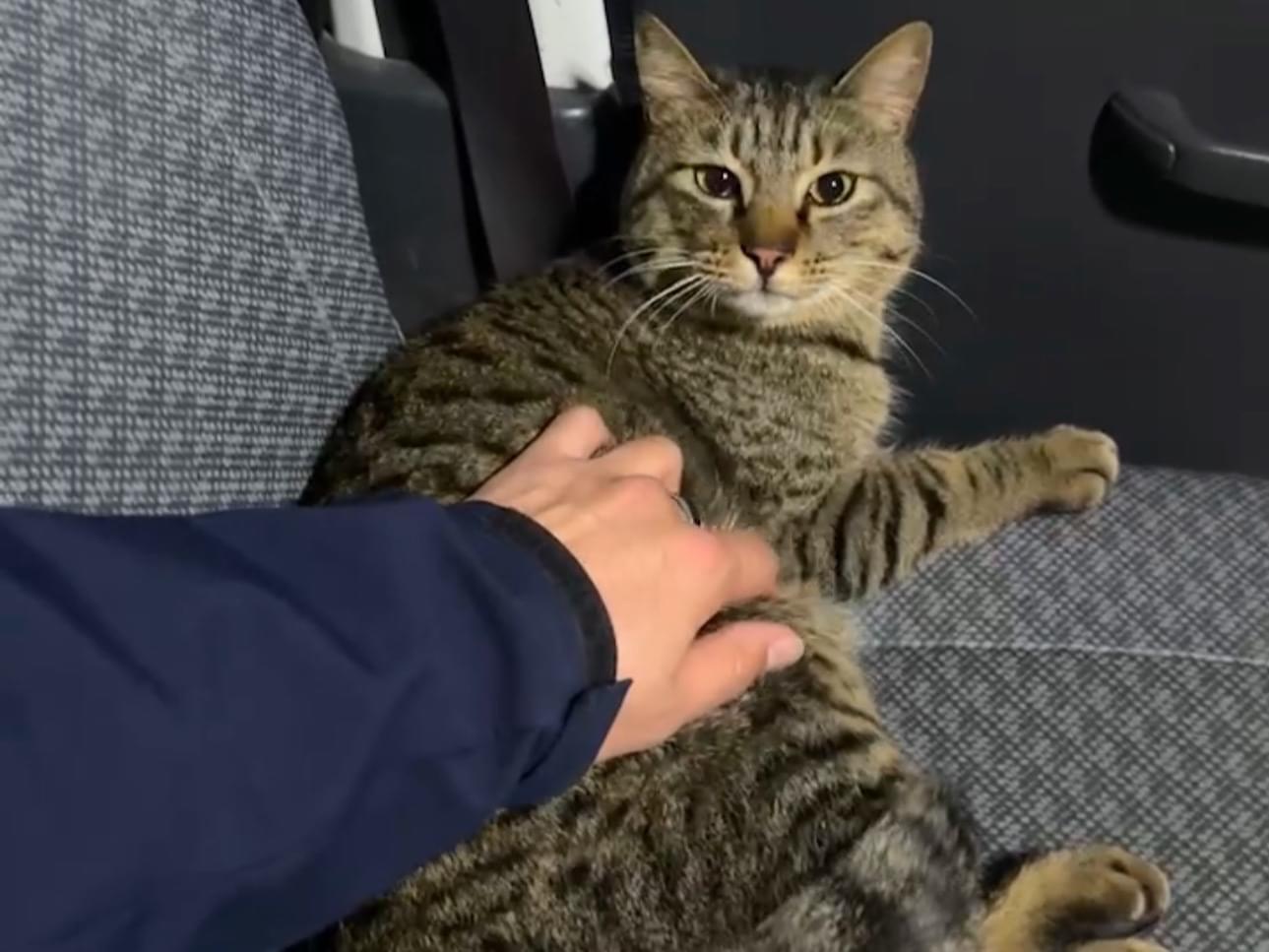 保護された猫 保護された猫