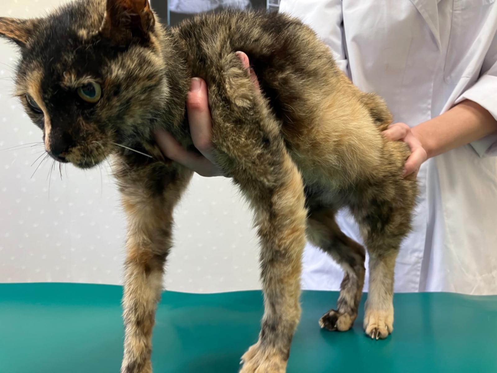 保護された猫 保護された猫