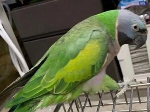 東京都大田区でオオダルマインコが迷子になりました