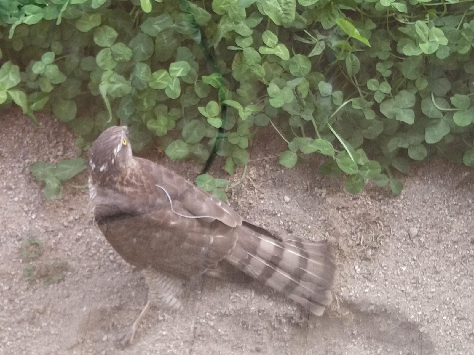 目撃された鳥 目撃された鳥