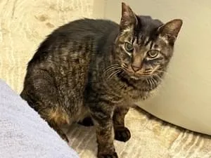 全国の迷子の猫 (5994件)