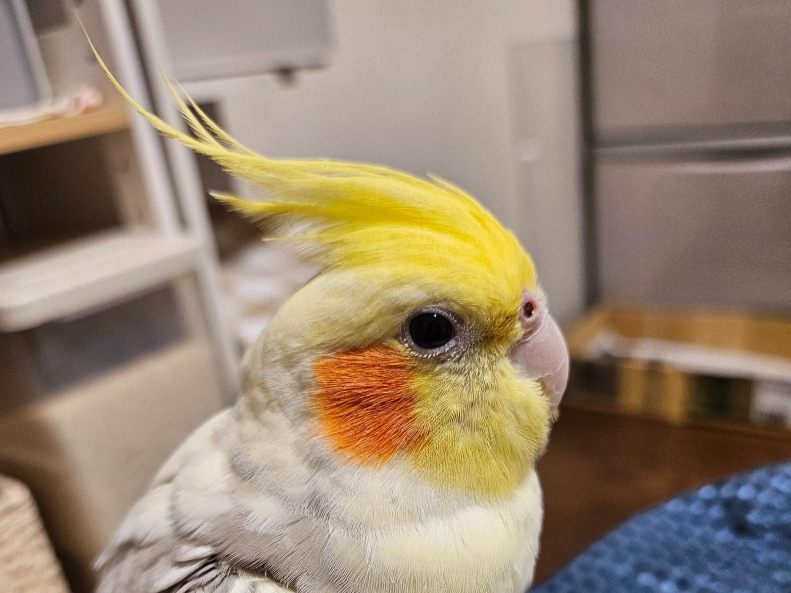 ミラちゃん ミラちゃん