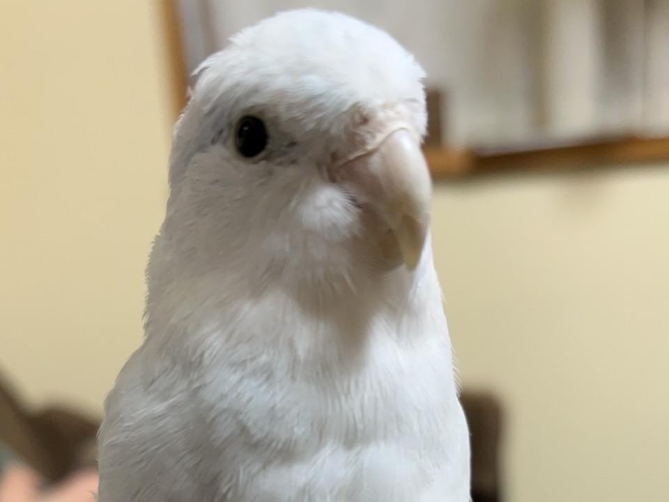 ささみちゃん ささみちゃん