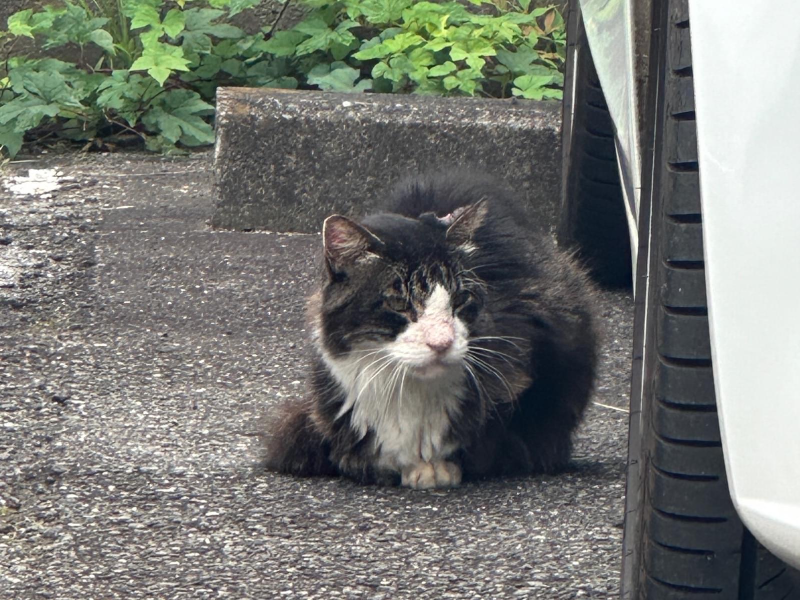 目撃された猫 目撃された猫