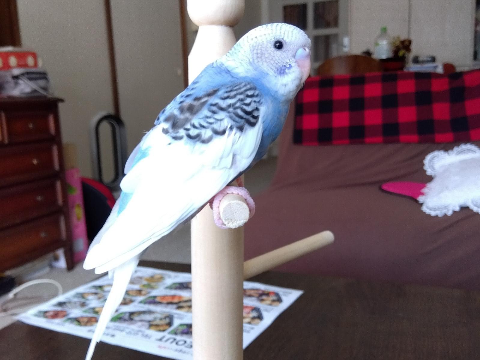 ちぃちゃん ちぃちゃん