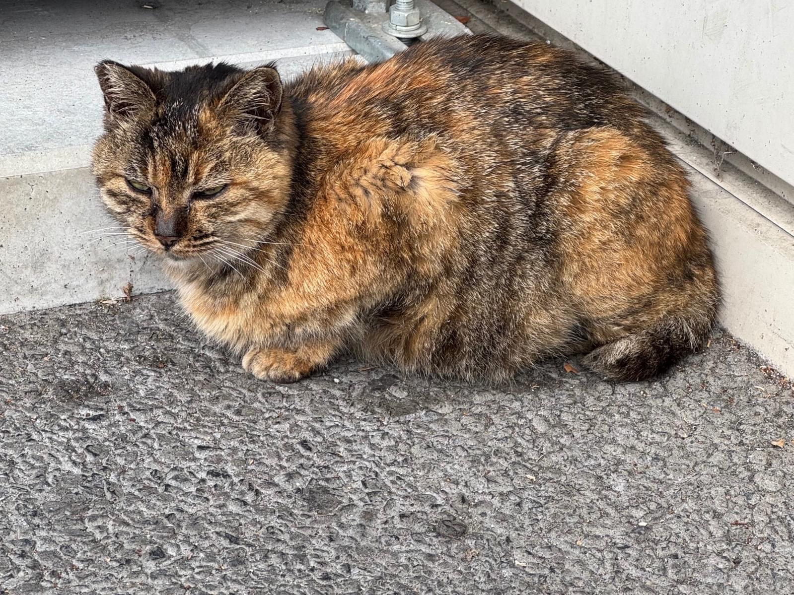 サビちゃん サビちゃん