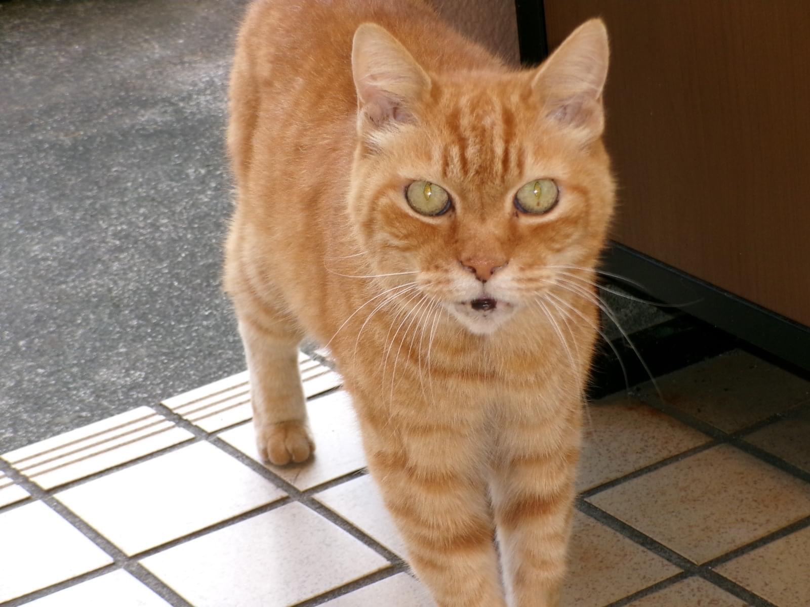 目撃された猫 目撃された猫