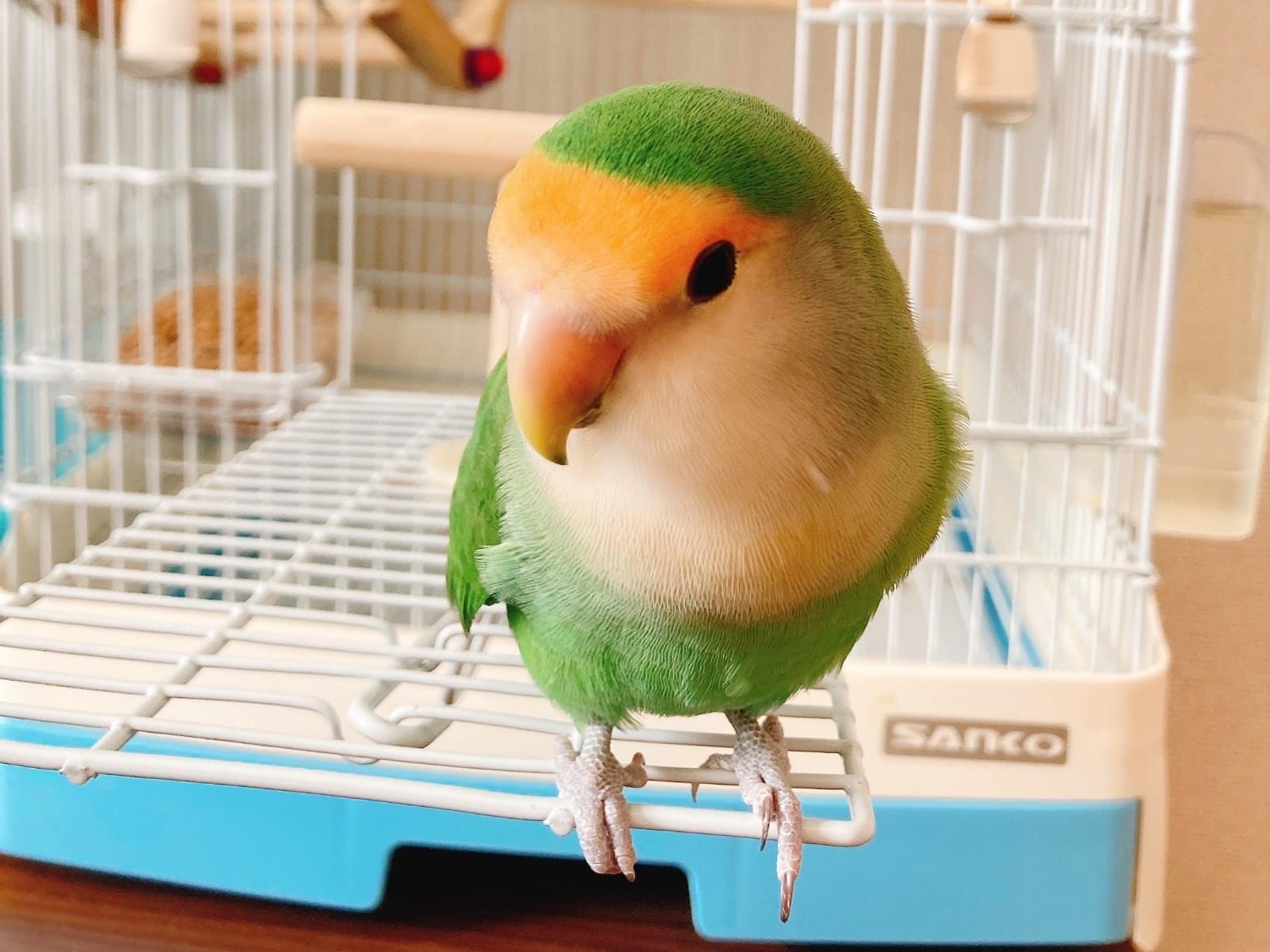 よもぎちゃん よもぎちゃん
