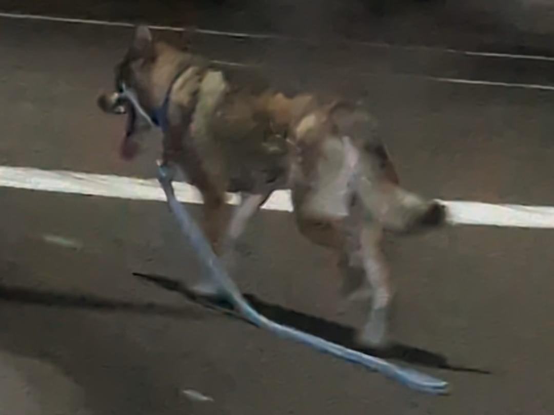 目撃された犬 目撃された犬