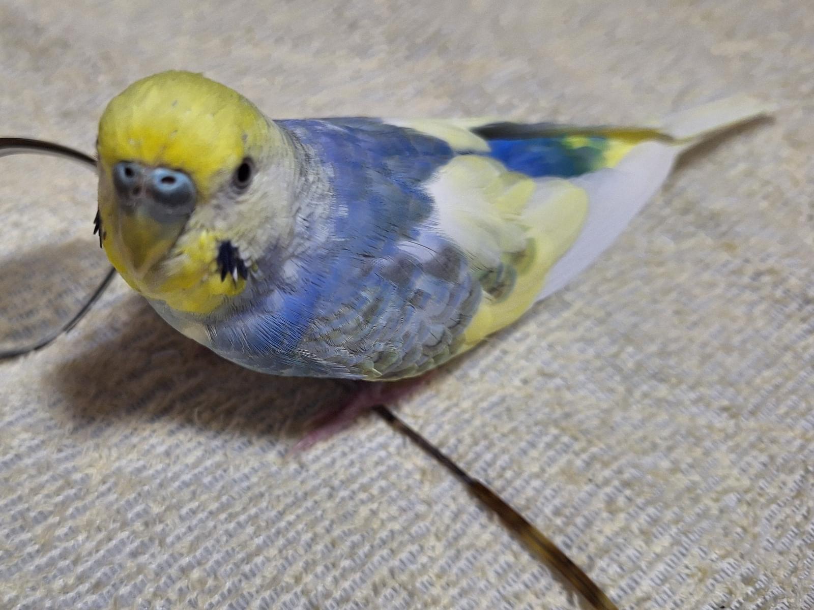 ちょーすけちゃん ちょーすけちゃん