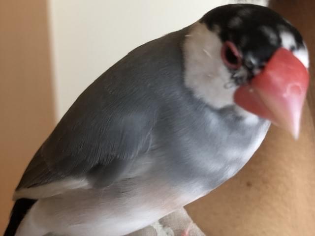 保護された鳥 保護された鳥