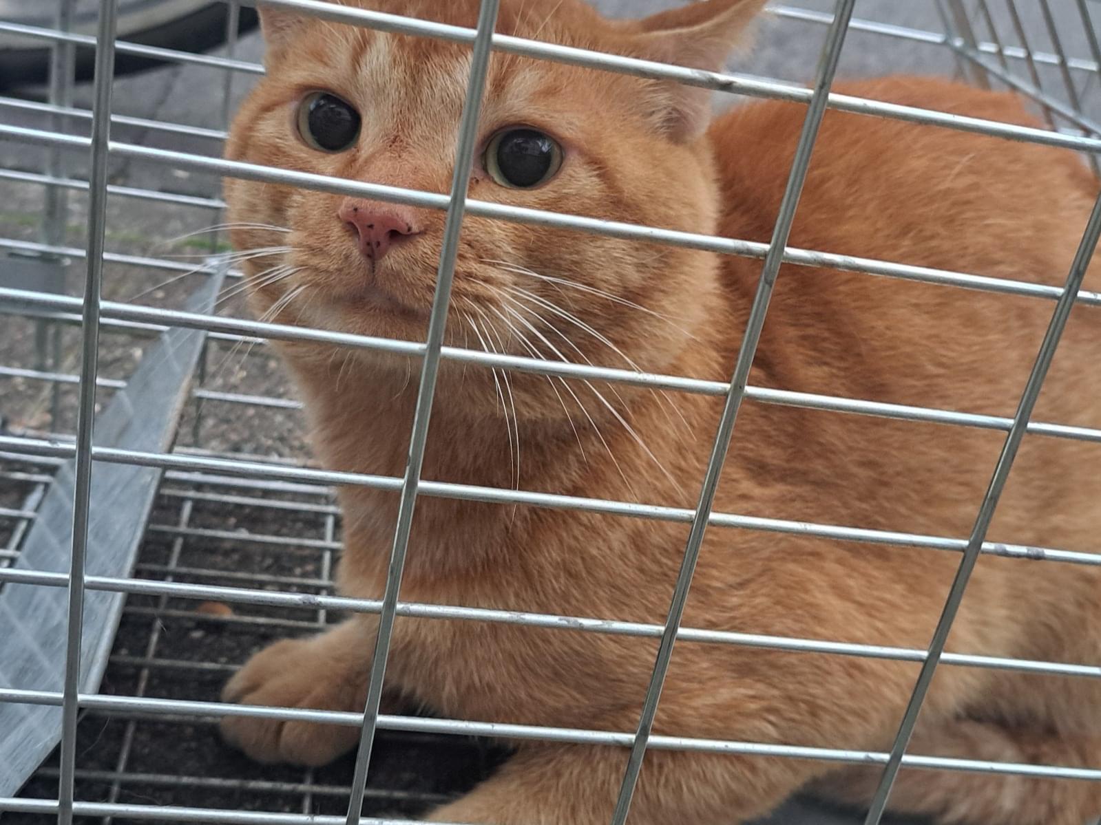 保護された猫 保護された猫