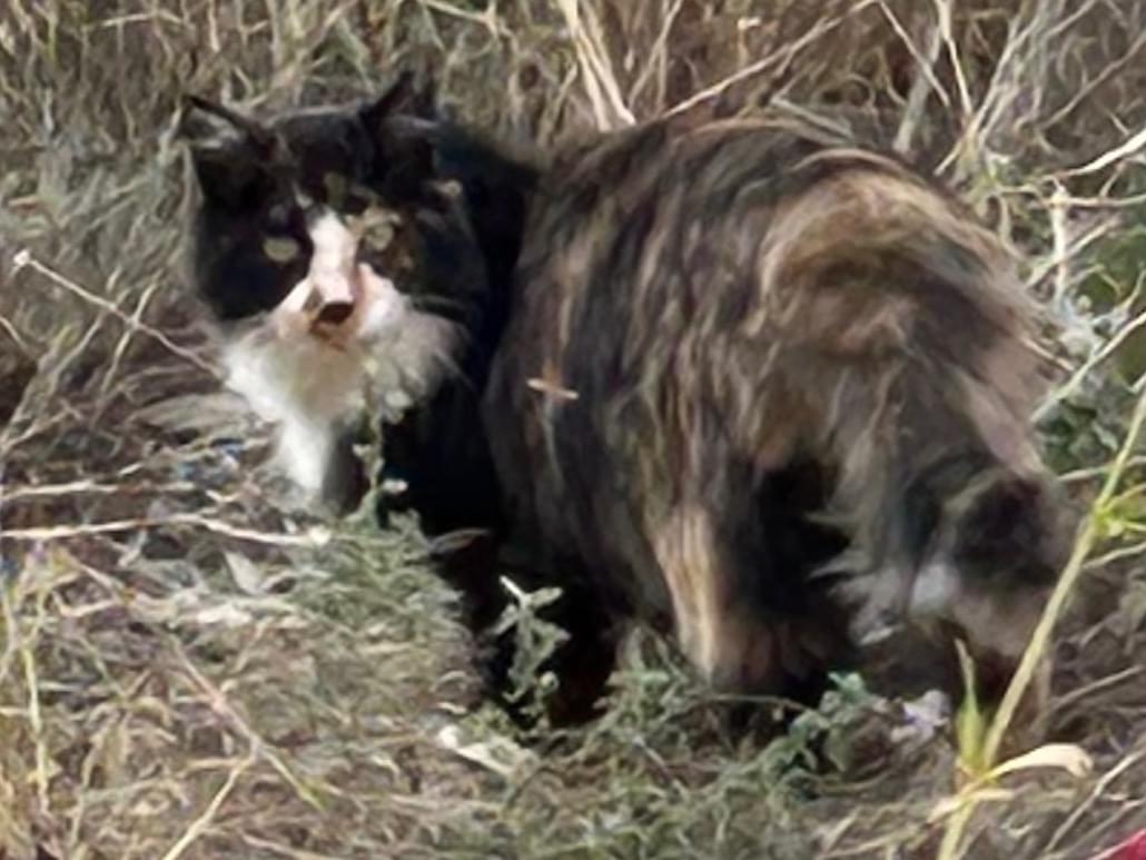 目撃された猫 目撃された猫