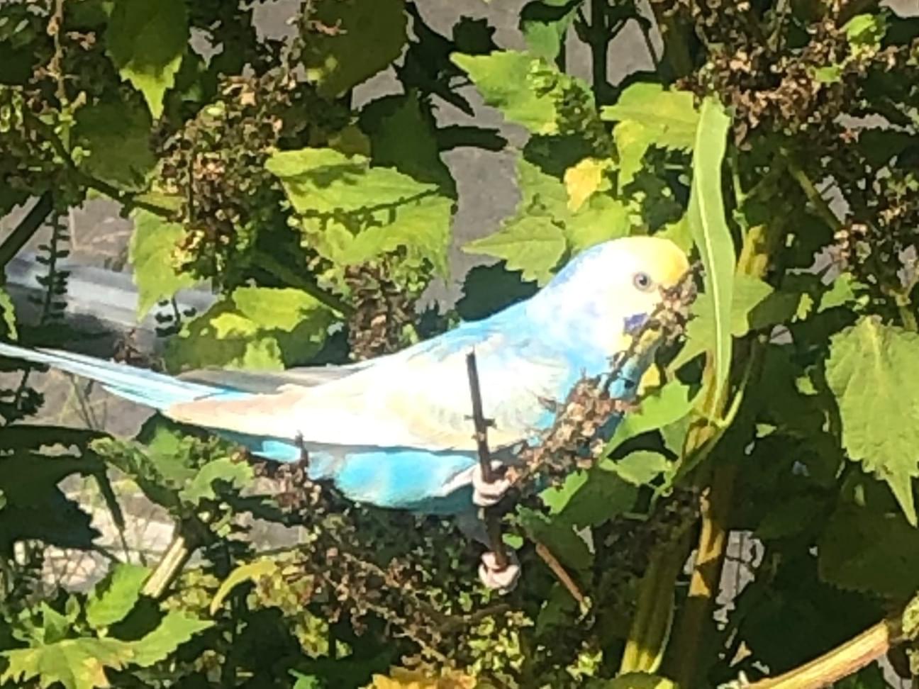 目撃された鳥 目撃された鳥