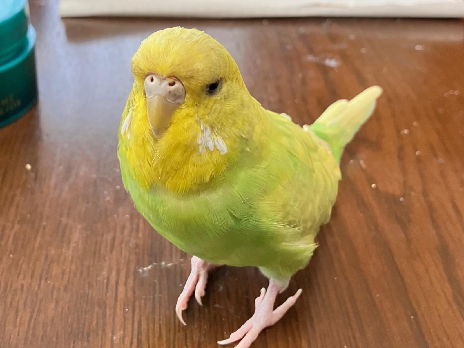 ぴーちゃん ぴーちゃん