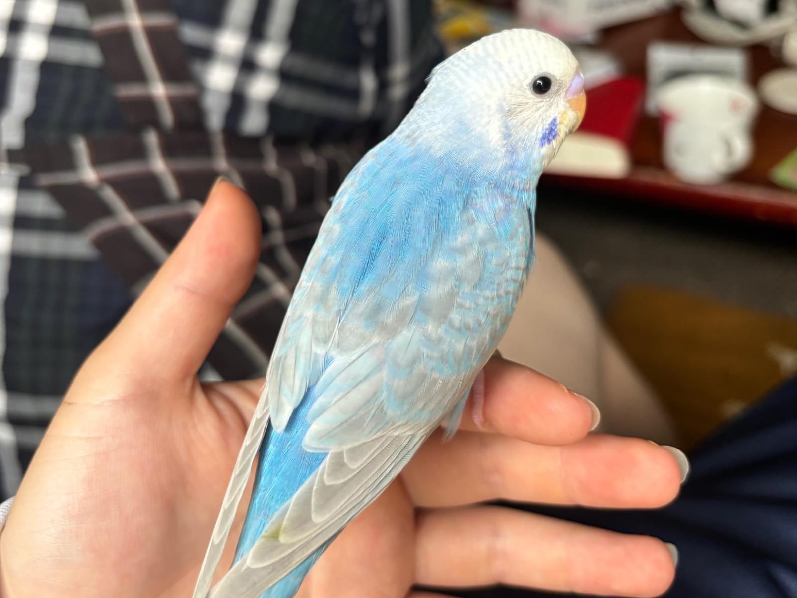 ぽぽちゃん ぽぽちゃん