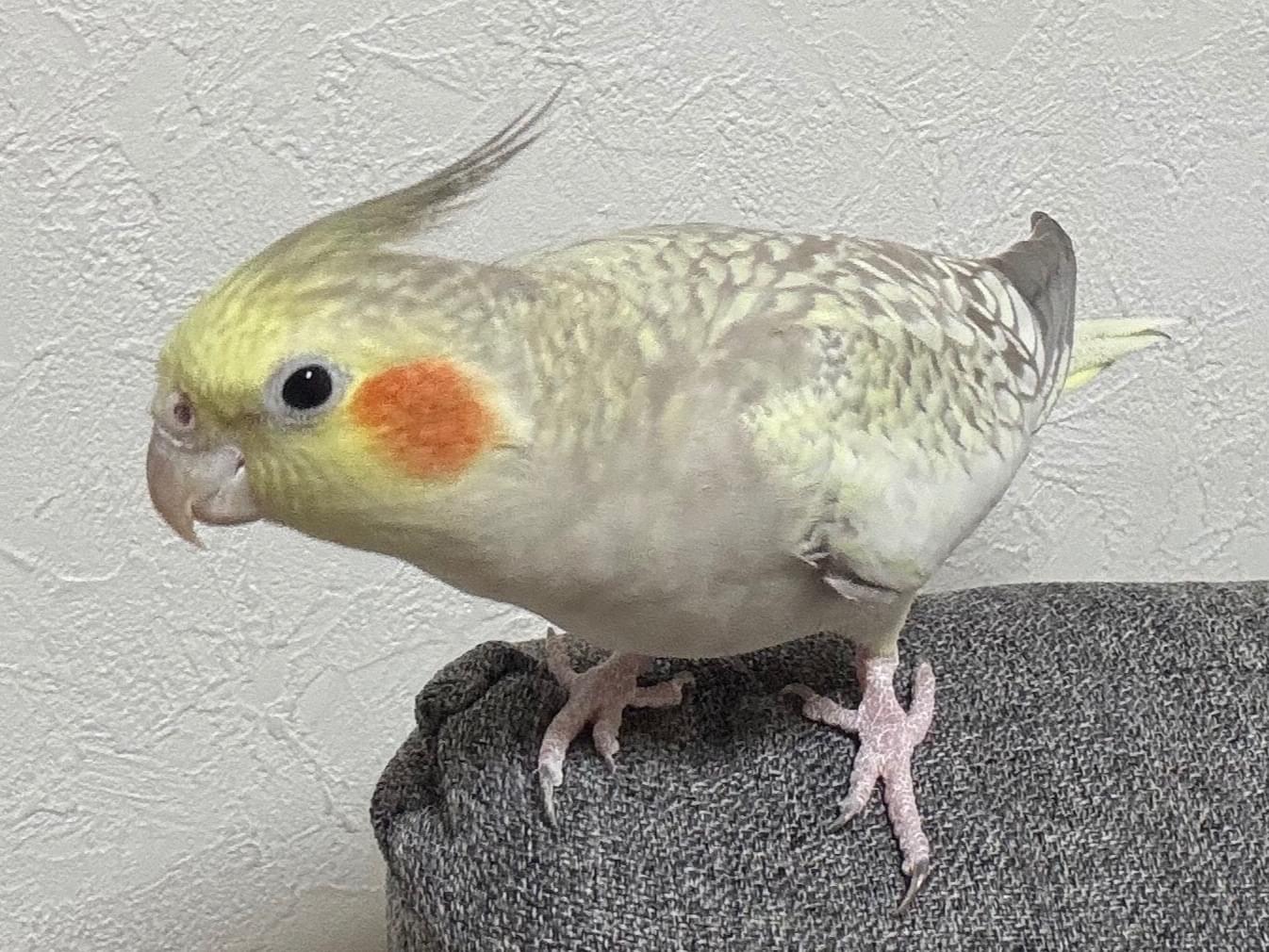 サンちゃん
