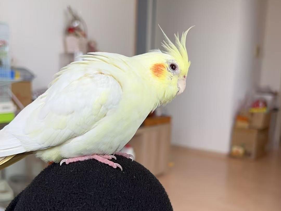 naiyouちゃん