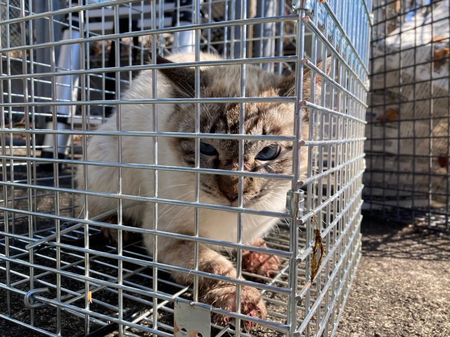 目撃された猫 目撃された猫