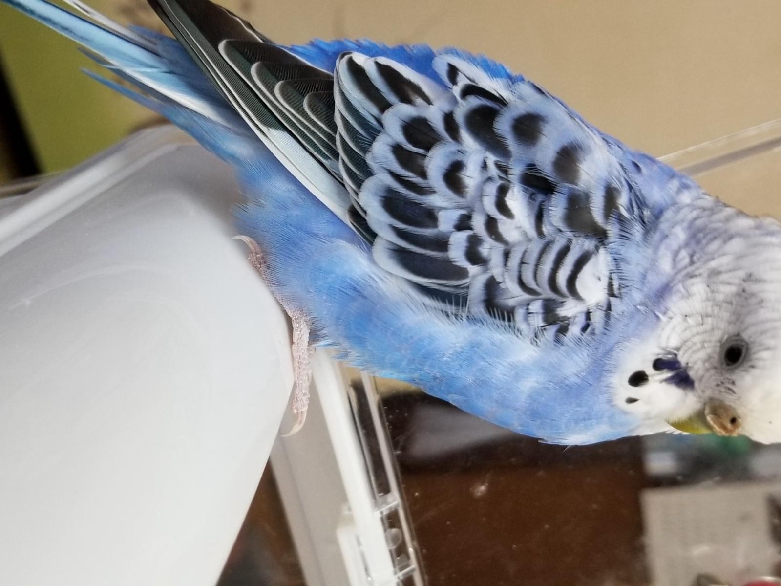 クウちゃん クウちゃん