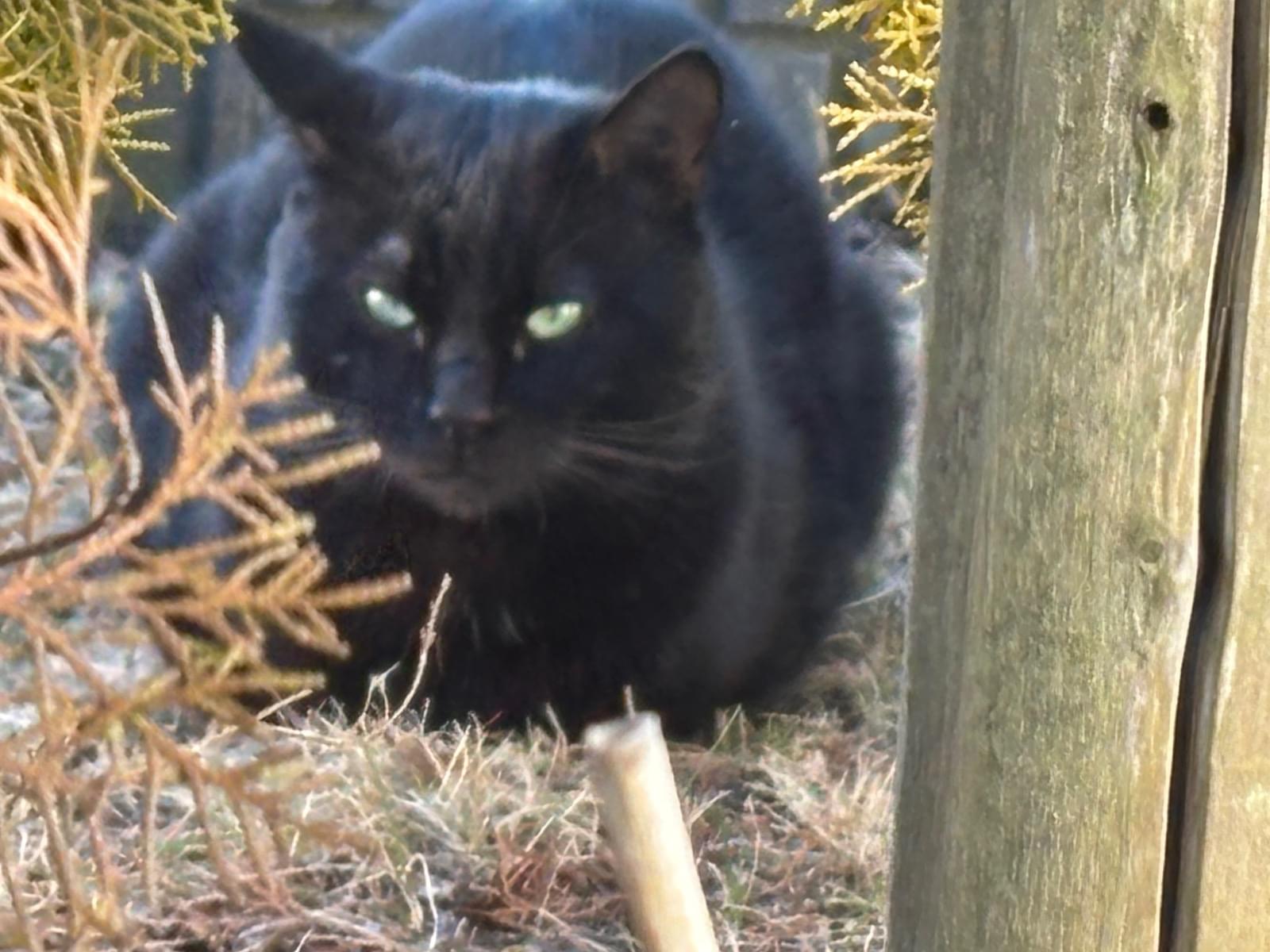 目撃された猫 目撃された猫